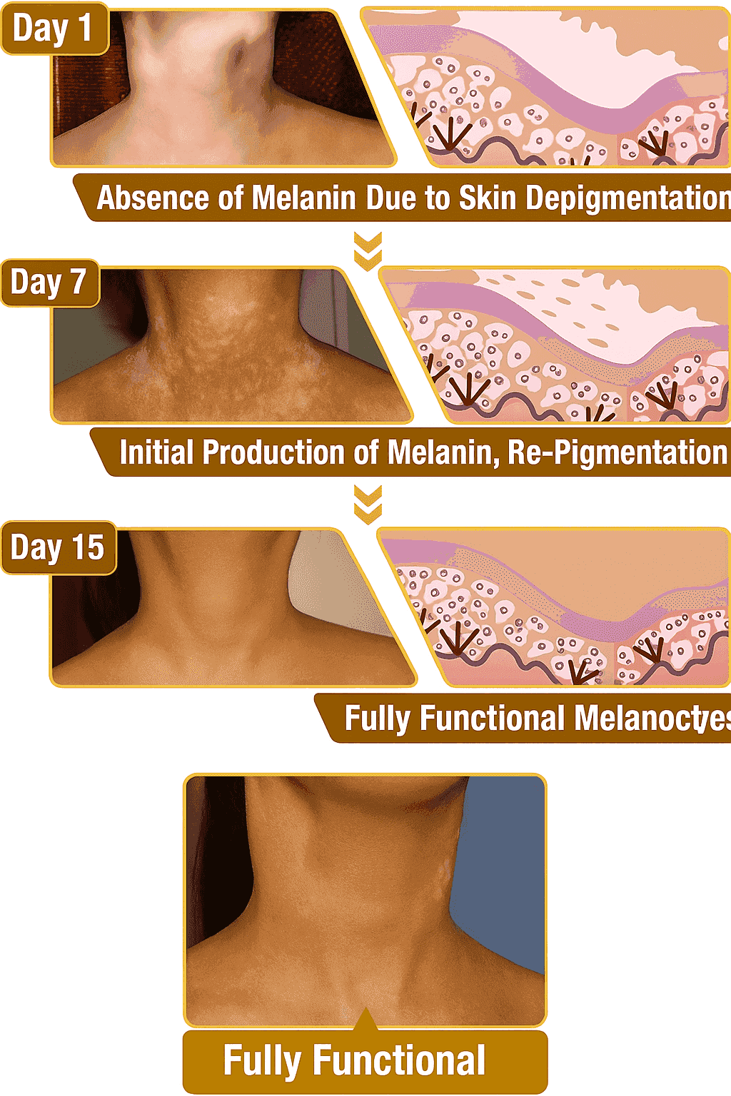 New Revitalizing Bee Venom Cream Natural Skin Restoration. Buy 1 - Get 2 Free. Pay only ₹599 (Save ₹900)